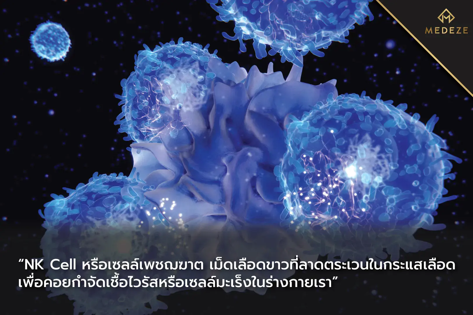 NK Cell