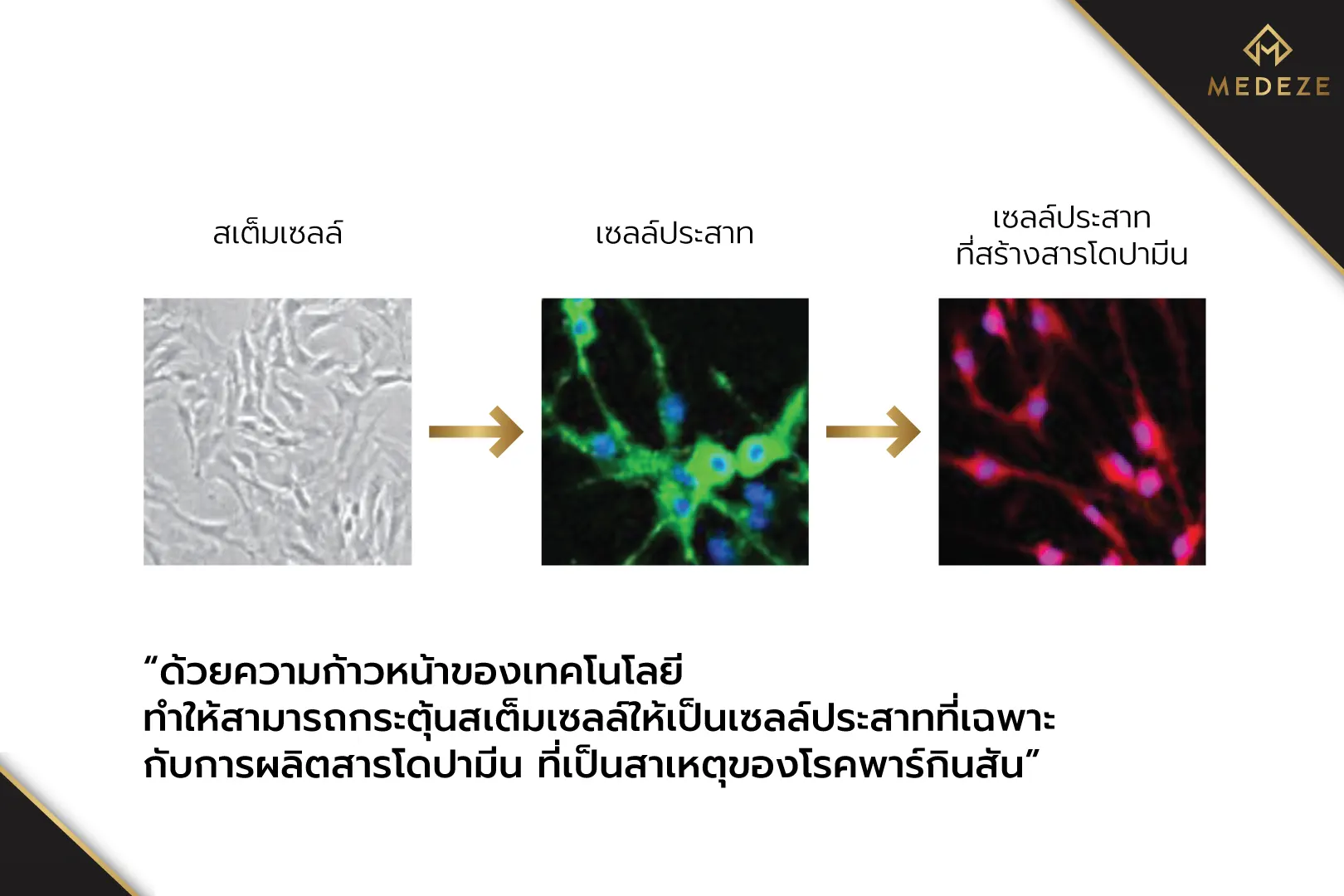สเต็มเซลล์