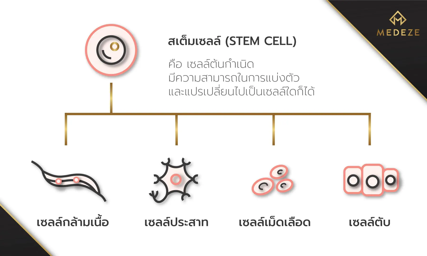 Stem Cell