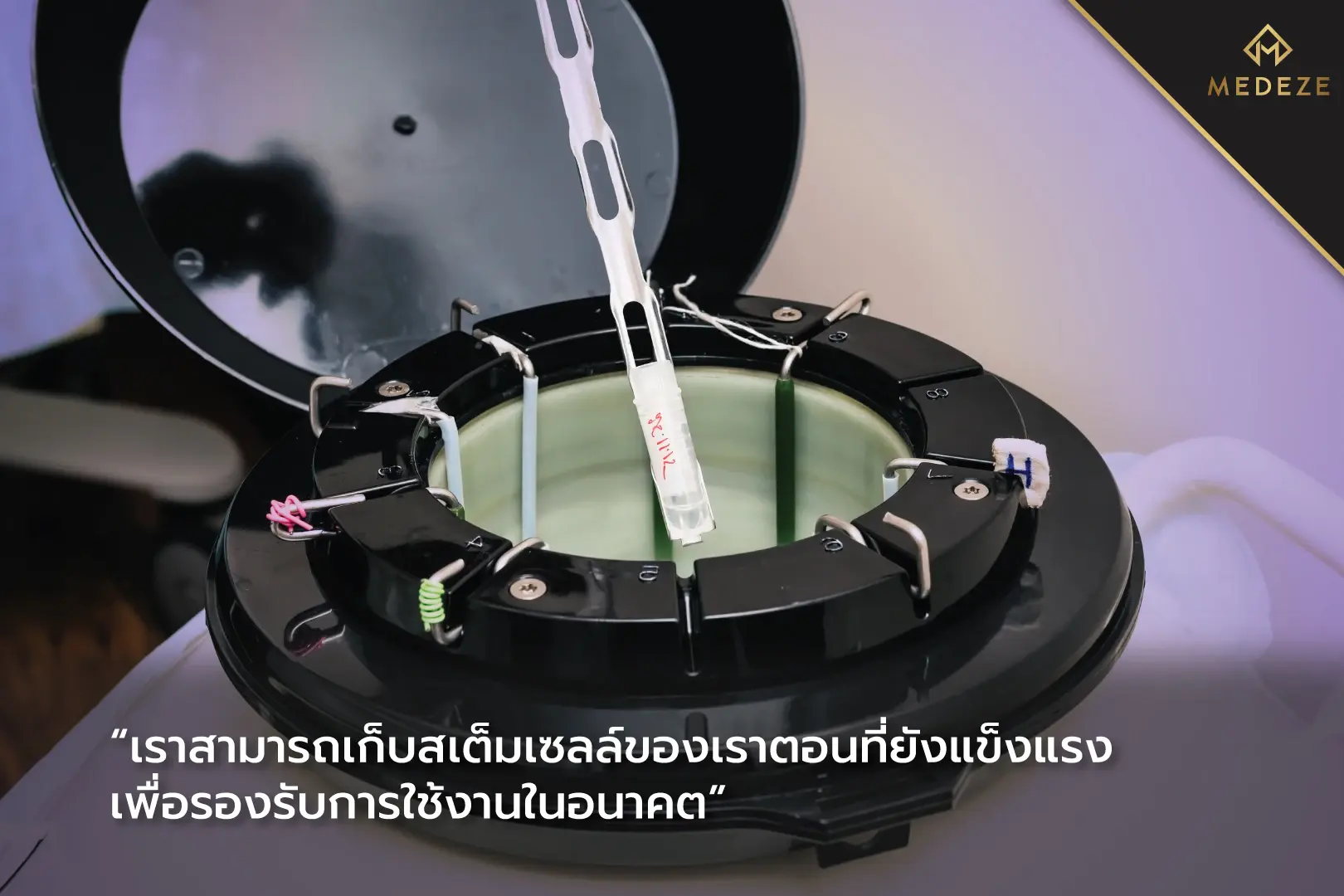 สเต็มเซลล์