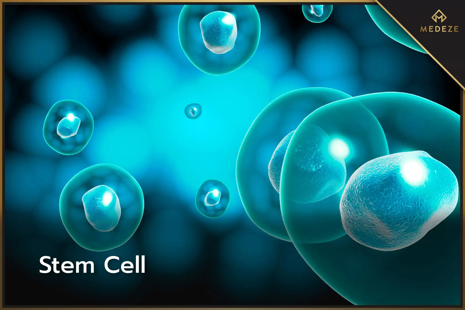 Stem Cell