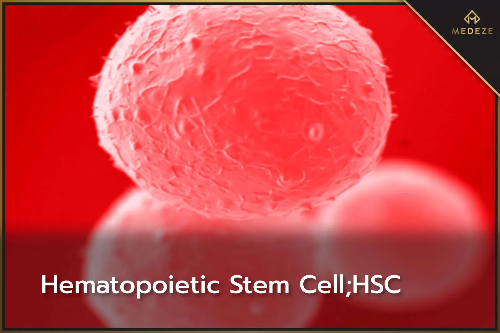 Hematopoietic Stem Cell